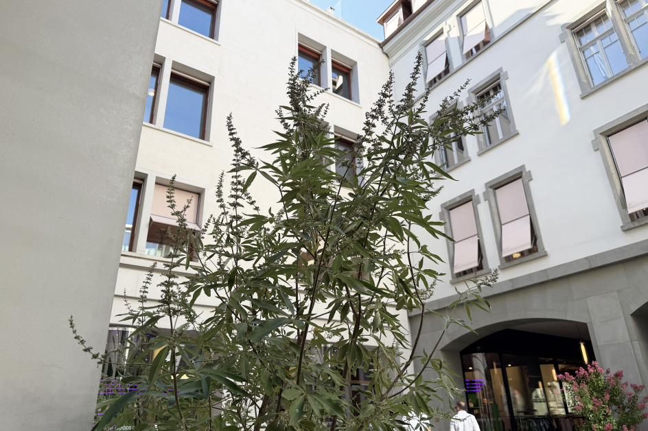 Sommer im Hof